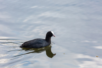 Black bird in water