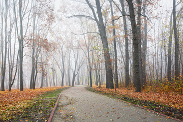 Fototapeta na wymiar Path in the park on foggy morning