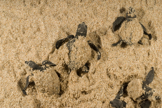 crias de tortuga lora, kemp`s ridley , playa la pesca, tamaulipas