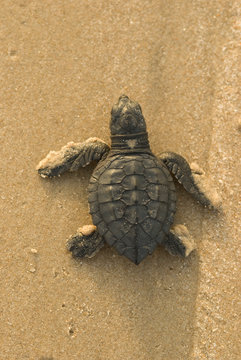 cria de tortuga lora playa la pesca, tamaulipas