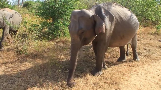 Sri Lankan elephant (Elephas maximus maximus) in Udawalawe National Park, Sri Lanka