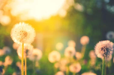 Photo sur Plexiglas Printemps Spring nature scene.Springtime.Fluffy dandelions growing in spring garden illuminated by the warm golden light of setting sun on a soft blurred background.