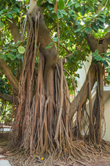 A very large rubber plant with strong roots growing in a city park