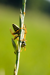 Weiße Heckenrosen am  Haus