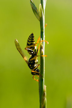 Feldwespe am Grasstengel