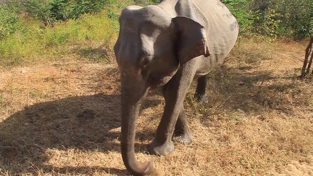 Sri Lankan elephant (Elephas maximus maximus) in Udawalawe National Park, Sri Lanka