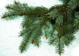 Christmas fir tree background on white background. Fir tree branches texture.