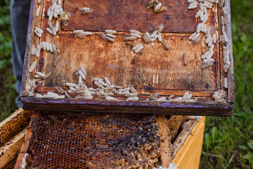 Wax moth larvae on an infected bee nest. cover of the hive is infected with a wax moth. The family...