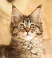 Maine Coon kitten