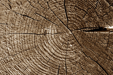 Old log cut macro in brown tone.