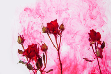 water color style abstract red rose white background acrylic inside water passion blood pink leaves green around