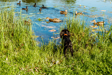  black Cocker Spaniel puppy hunting ducks by the lake