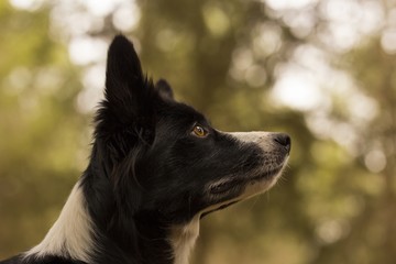 Border Collie Looking Up in the Forest