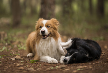 Border Collies Laying in the Forest