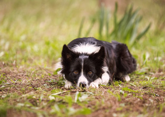 Naklejka na ściany i meble Border collie dog lying on grass