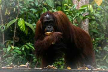 Orangután en Borneo