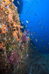 Fototapeta na wymiar Lots of fish in a mediterranean reef.