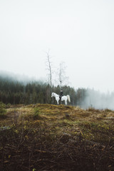 White horse in the moody forest