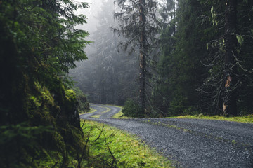 Obraz premium Road in the moody forest
