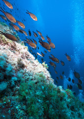 Lots of fish in a mediterranean reef.