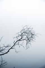 A tree by the misty lake