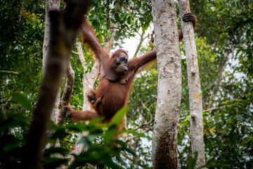 Orangután y cria