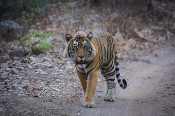 Fototapeta na wymiar A dominant male tiger on an evening stroll and territory marking at ranthambore tiger reserve, India
