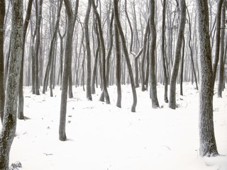 Trees in forest covered with fresh snow and rime after snowfall.  .