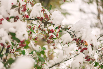 Obraz premium Red berries on a bush covered in snow