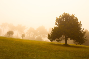 Fototapeta na wymiar Fog on Presidio neighborhood, San Francisco, California, USA