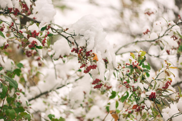 Red berries on a bush covered in snow