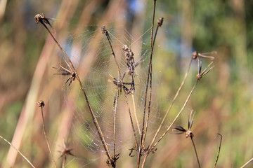 grass on a background