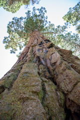 Mammutbaum von unten entlang des Stammes, sequoia national park, kalifornien, usa