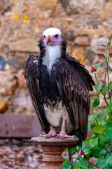 Vulture at Raptor expo in Montblanc village on Tarragona (Catalonia).