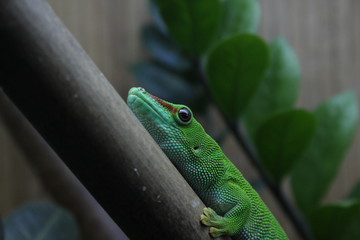 felzuma gecko on a branch in a terrarium