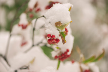 Obraz premium Red berries on a bush covered in snow