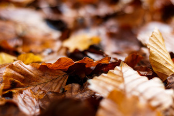 Brundle of autumn leaves