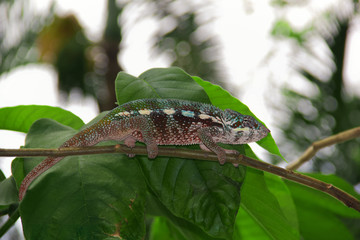 Gekko