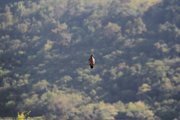 eagle in flight