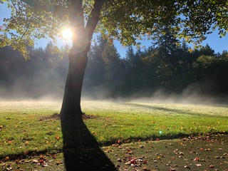 fog in the park