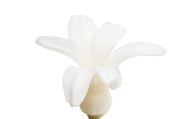 hyacinth flower isolated