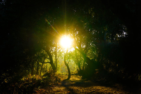  Forest