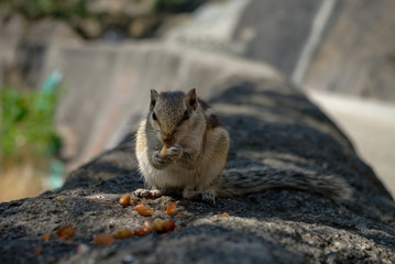 Naklejka na ściany i meble Indian palm squirrel (Funambulus palmarum) eat nuts at Ajanta caves area, India.