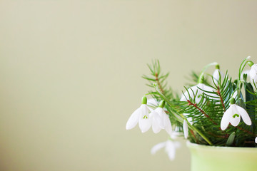 Creative layout made with snowdrop flowers on bright green background. Spring minimal concept.
