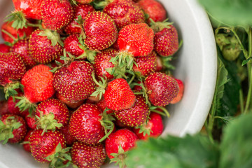 Fresh strawberry in bowl in the garden Outdoor Summer Selective Focus