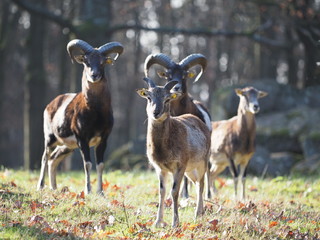 Europäischer Mufflon - European moufflon