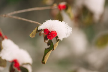 Red berries on a bush covered in snow