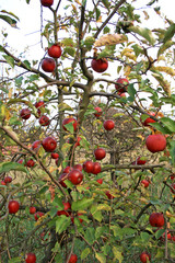 Czerwone jabłka na jabłoni w sadzie