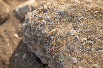 Larva on stone