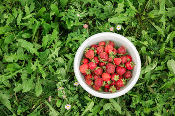 Fresh strawberry in bowl in the garden Outdoor Summer Selective Focus Green grass